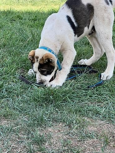 купить овчарку щенка: Алабай, 3 месяца, Самец, С прививкой — 5