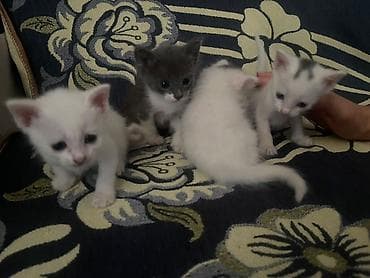 вислоухая кошка цена: Котята, 4 малышей. В кара-Балте - Окрас: три белых (у двоих — серые — 1