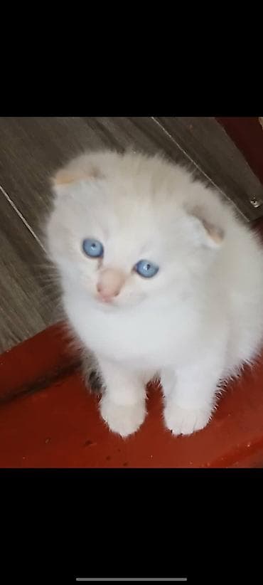 шатланский кошка: Шотландские котята (скоттиш-фолд/скоттиш-страйт), помёт от домашней — 6