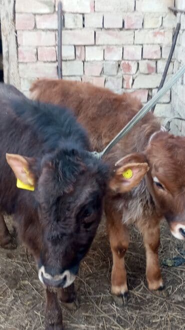 Кошки: Продаю | Тёлка | На откорм | Привязанные — 1