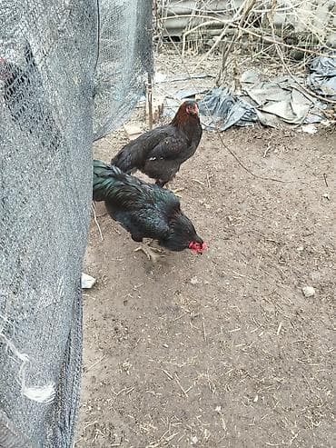 купить индюков: Продаю | Петух | Для разведения — 3