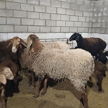 байтал ургачы: Продаю | Овца (самка) | Полукровка | Для разведения | Матка — 5