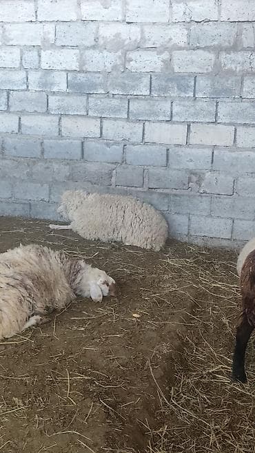 canada goose: Продаю | Овца (самка) | Для разведения | Ярка — 4