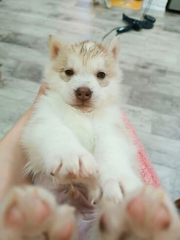 Хаски, 1 месяц, Самец, С родословной