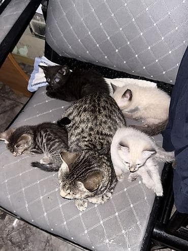серые кошки фото: Котята от домашней кошки - Помёт разноокрасочный: есть котята — 1
