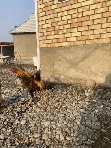 сөөл жан: Сатам | Короздор | Көбөйтүү үчүн — 3