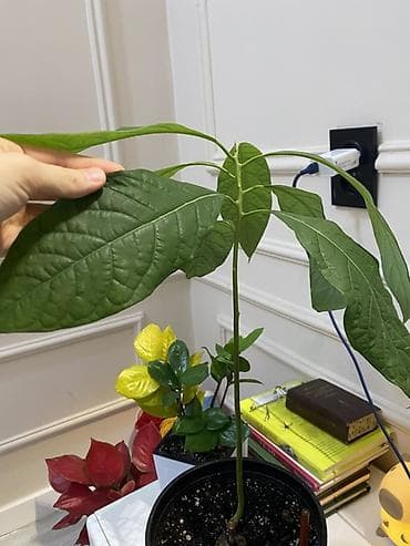 купить лимонное дерево: Комнатное растение, дерево Авокадо 🥑 (Persea americana) в горшке - — 6
