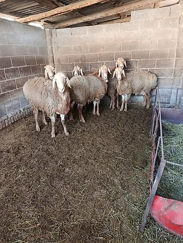 бараны гисар: Продаю | Баран (самец) | Арашан | Для разведения | Племенные — 2