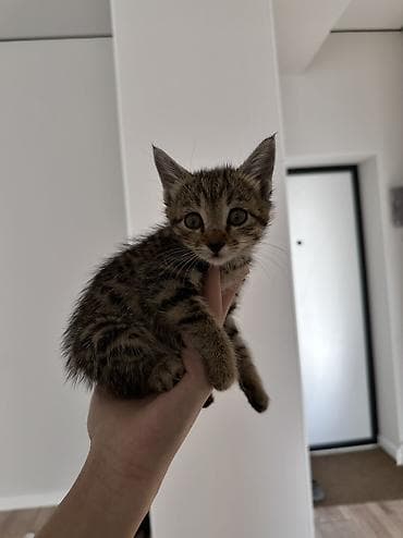 Үй жаныбарлары: Отдам в добрые руки котёнка. Возраст: 1,5 месяца, девочка. Игривая — 1