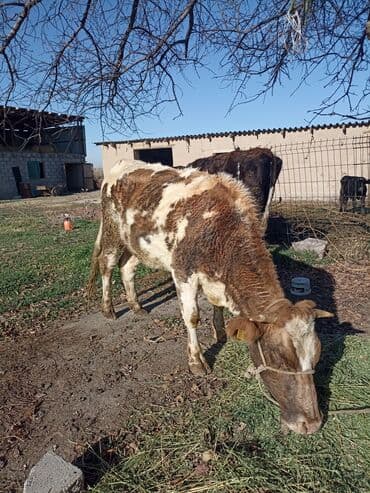 кормовой сабиз: Продаю | Корова (самка) | На откорм | Привязанные — 10