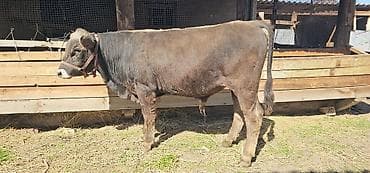 собаки тайган: Сатам | Уй (ургаачы), Бука (эркек), Кунаажын | Алатоолук, Швиц | Бордоп семиртүү үчүн, Көбөйтүү үчүн, Сүт алуу үчүн | Жасалма жол менен боозутуу, Бооз, Жасалма уруктандырылган — 2