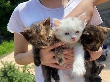 порода кошек: Котята, помёт из нескольких окрасов: - рыжий полосатый (табби); - два — 4