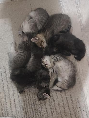 кошка котёнок: Котёнок, полосато-белый окрас (серебристый табби с белыми лапками и — 5