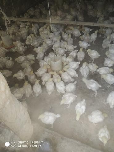 дакан курочка: Продаю | Цыплята | Бройлерная | На забой — 2