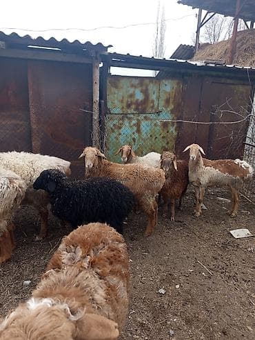 бараний жир: Продаю | Овца (самка), Баран (самец) | Полукровка | Для разведения | Осеменитель — 10