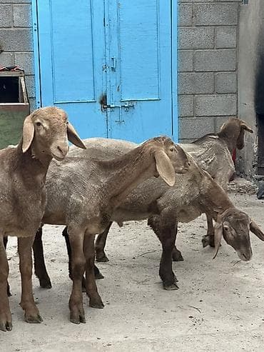 Айыл-чарба жаныбарлары: Сатам | Кочкор (эркек) | Арашан | Көбөйтүү үчүн | Ургаачы — 6