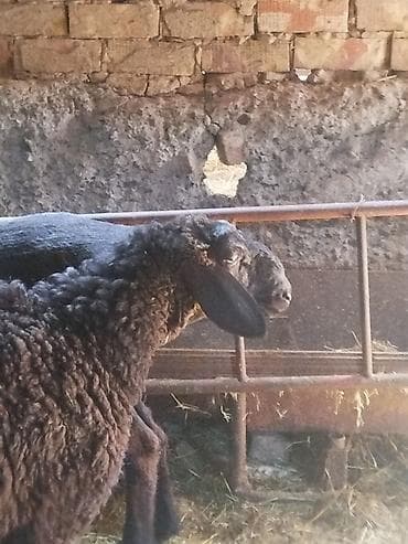 брама кохинхин цыплята: Продаю | Овца (самка) | Для разведения | Ярка — 4