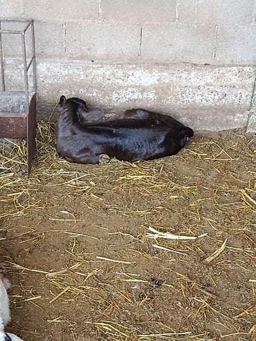 Продаю | Корова (самка) | Для молока | После отела — 4