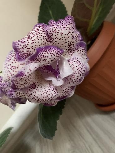 для круп: Комнатные растения в горшках: 1) Молочай Миля (Euphorbia milii — 9