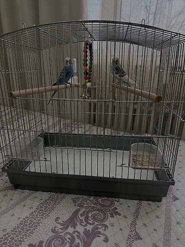 пары челек: Волнистые попугаи (пара) с клеткой и аксессуарами. Состав набора: - — 7