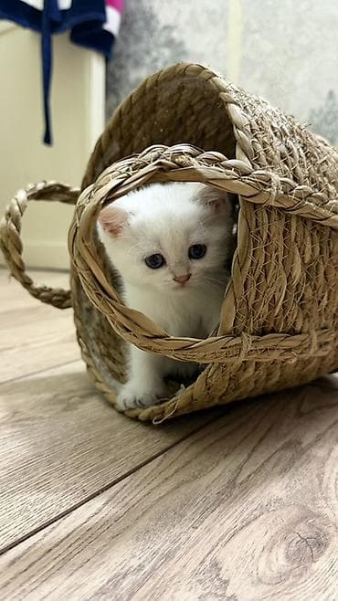 Животные: 🐾Готовы к переезду британские короткошерстные котята! 🐾 ❤️Оба родителя — 5
