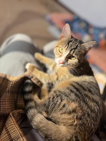 черные коты: 4 месяца, Мальчик, Приучена к лотку, Проглистована, С прививками — 3