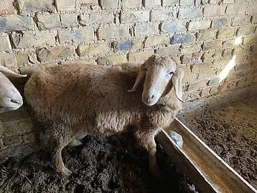 Продаю | Баран (самец) | Полукровка | Для разведения, Для шерсти, На забой