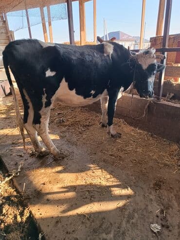 Продаю | Корова (самка) | Голштин | На откорм, На забой, Для разведения | Не стельные, После отела