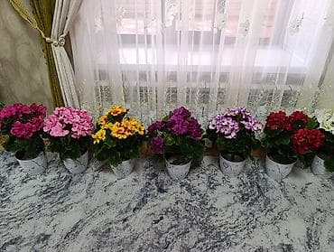 Освещение: Горшечные примулы (Primula) — декоративные комнатные растения с — 2