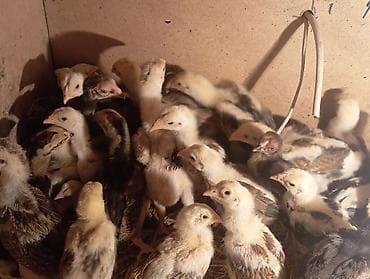 тоюта: Бойцовые цыплята из под хороших кровейвывод 15 февраля 27 — 4