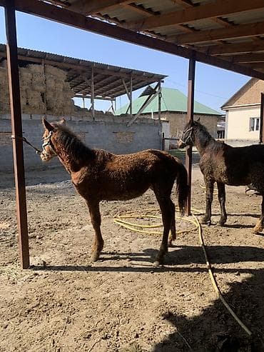 обувь мюли: Продаю | Жеребенок | Полукровка | Для разведения | Племенные — 3