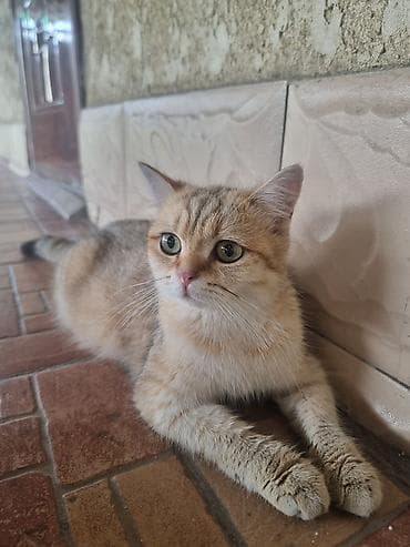 Скотиш Фолд (Шотландиялык шалпаң кулак), 1 айлык, Эркек, Алтын шиншилла — 1