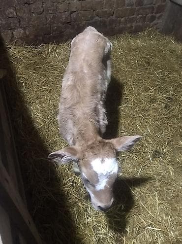 чешские козы: Продаю | Тёлка | Симментальская | Для молока, Для разведения — 3