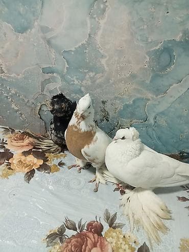 Ветеринар кызматы: Породистые декоративные голуби с хохолком и космы на лапах. Описание — 2