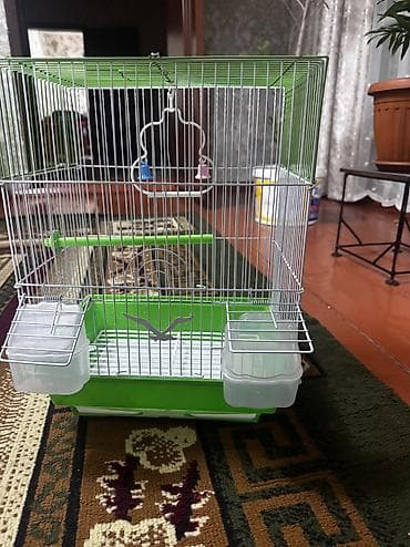 лысая кошка купить: 2 попугая: Один белого цвета, другой серо-голубой с характерным — 2