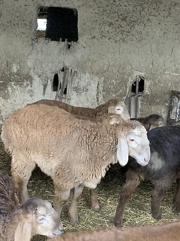 кошка рэгдолл цена: Продаю | Баран (самец) — 5