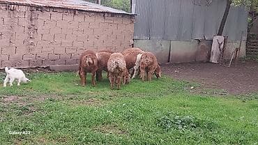 ат жаныбар: Сатам | Козу | Көбөйтүү үчүн | Асыл тукумдуу — 1