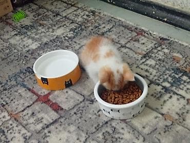 кошка талас: Кошка даром: Египетский мау, 2 месяца, Мальчик — 1