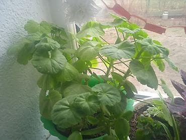 фото на грин карт: Комнатное растение: пеларгония (герань) в горшке. Описание: - — 1