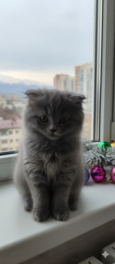 Кошки: Редкость! Чудо-чудное, диво дивное! Продам котенка шотландской породы — 1