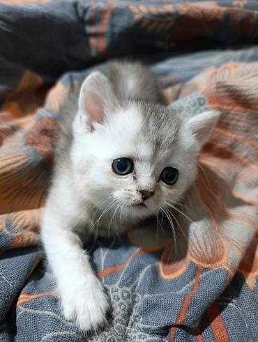 хомяки токмок: 1 айлык, Эркек, Күмүш өңдүү шиншилла, Лотокко барууга үйрөтүлгөн — 5