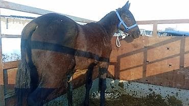 итер: Сатам | Бээ (ургаачы) | Көбөйтүү үчүн — 3