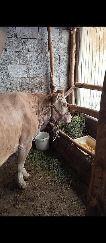 хайлайн соня: Продаю | Корова (самка) | Для разведения | Привязанные — 1