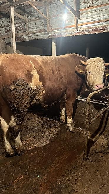 корым: Продаю | Бык (самец) — 3