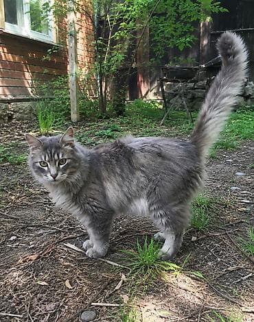 нужны: Кошка даром: Беспородная, 2 года, Мальчик — 5