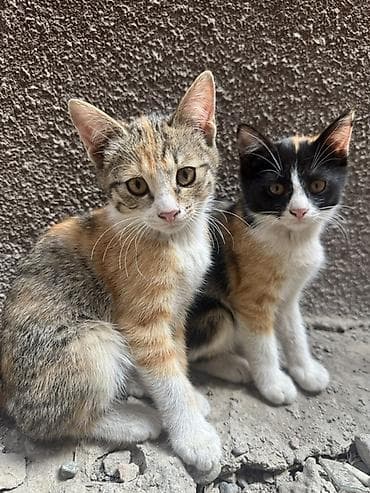 🐾 Ищу дом для трёх маленьких пушистиков ❤️ У нас дома появились три — 5