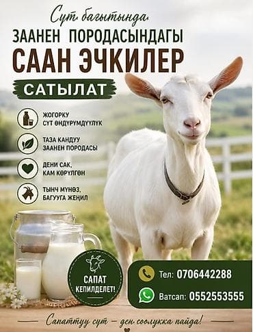арашан ко: Сатам | Эчки (ургаачы) | Заанен | Сүт алуу үчүн — 4