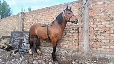 прокат лошади: Продаю | Конь (самец) | Рабочий — 2