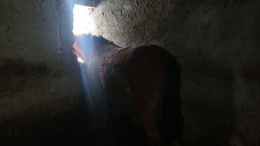 Продаю | Конь (самец) | Рабочий