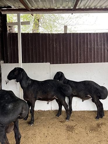 чика тай: Продаю | Баран (самец) | Эдильбаевская | Для разведения | Племенные — 1